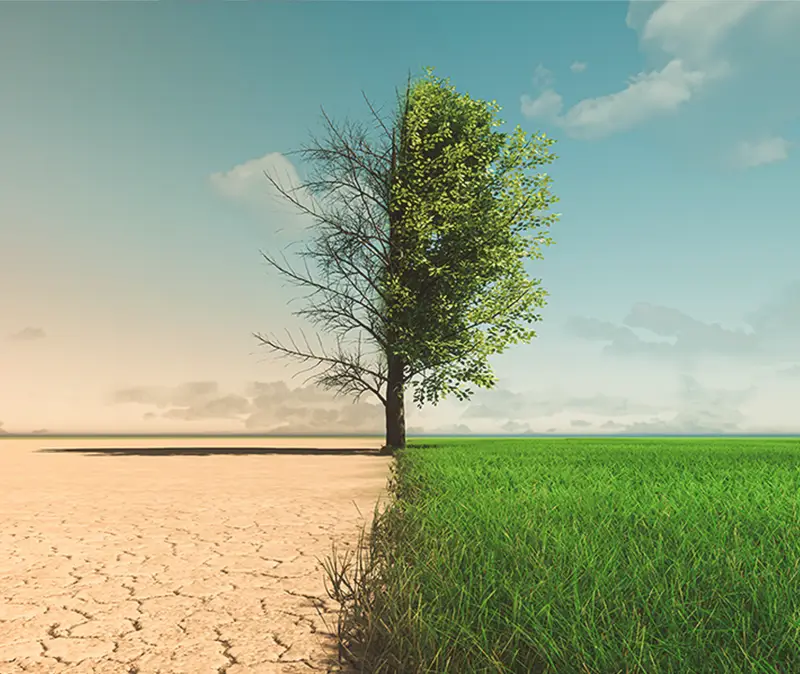 Árvore com metade seca e metade verde, simbolizando transformação, renovação e construção de soluções em harmonia.